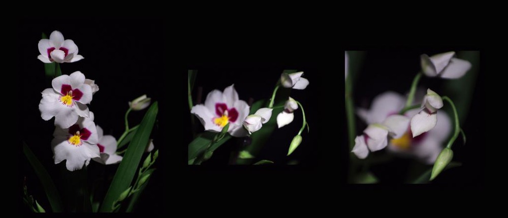 Блистательная Miltonia