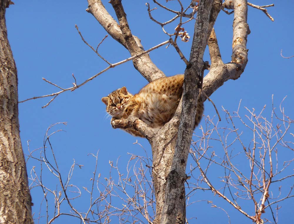 дальневосточный лесной кот