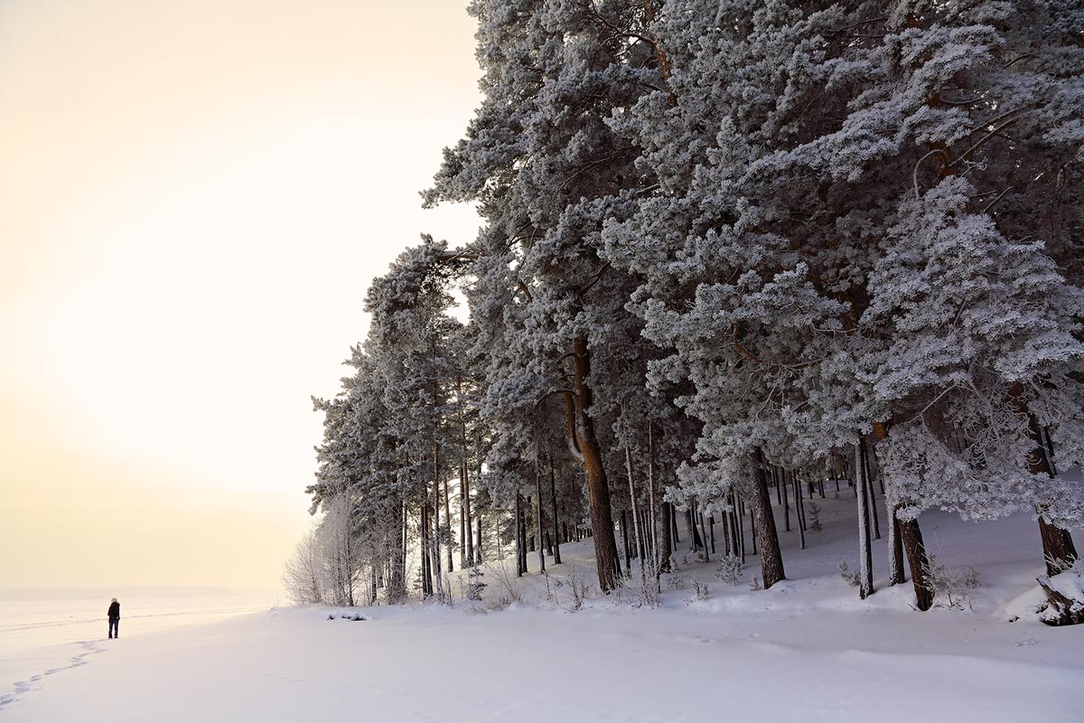 Смотрение лесное.