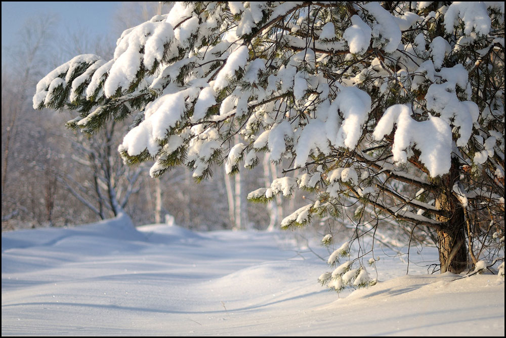 winter landscape