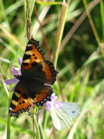 пархающий цветок...