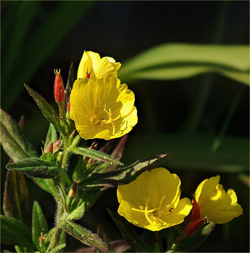 Oenothera tetragona - Ослинник четырехугольный