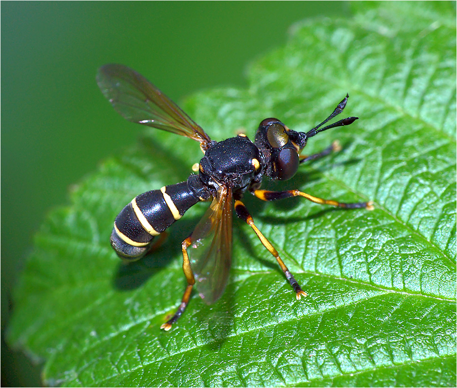 Conops flavipes – большеголовка желтоногая