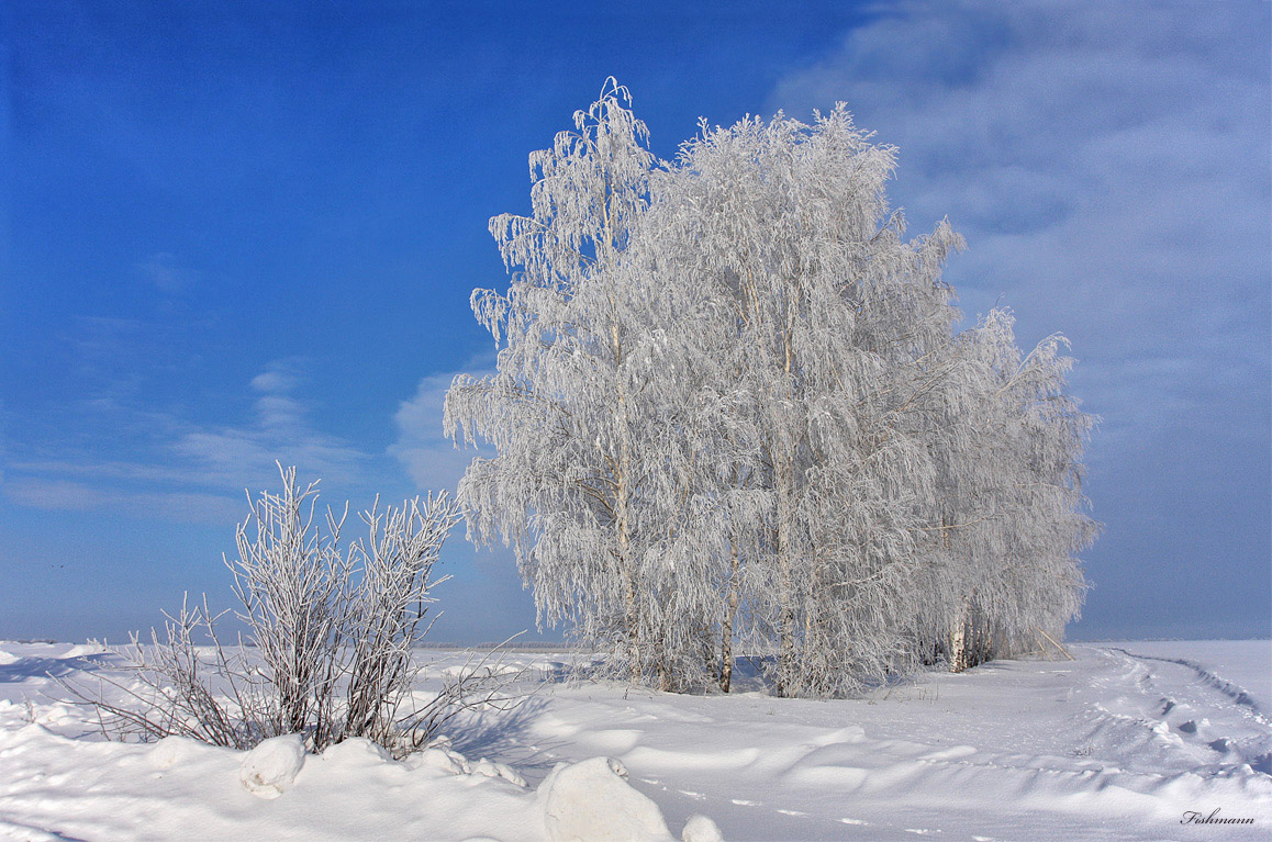 Березки