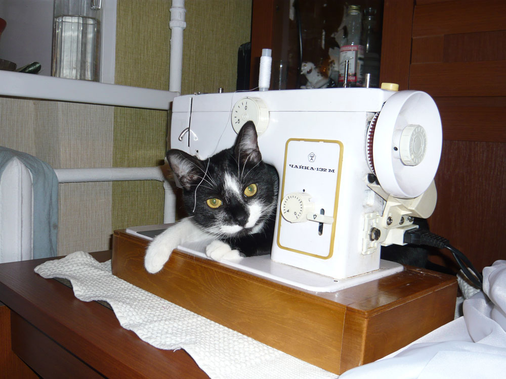 Матроскин вышивает на машинке. Кошка и швейная машинка. Коты и Швейные машинки. Кот швея. Кот за швейной машинкой.
