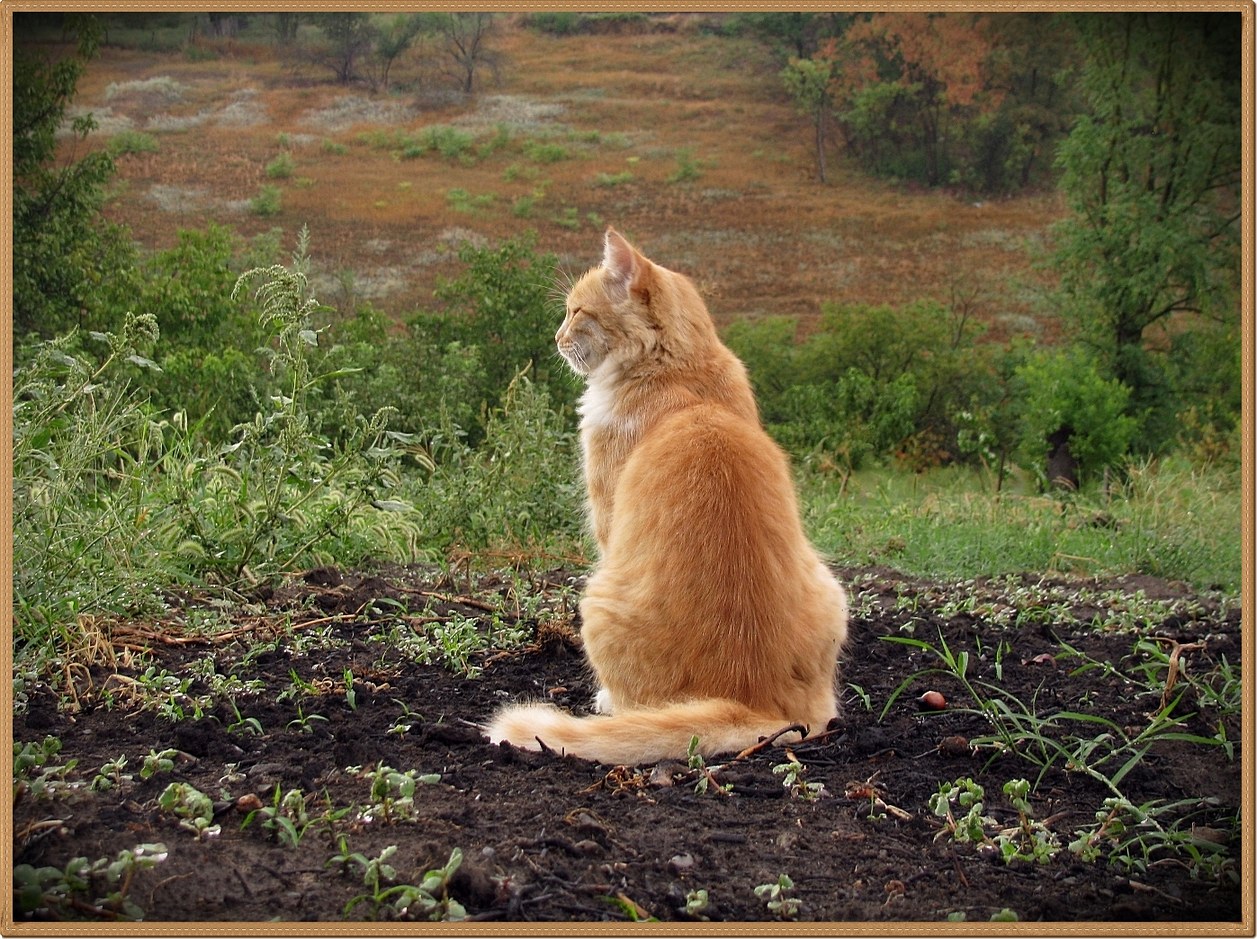 Осенне-пейзажная с котом