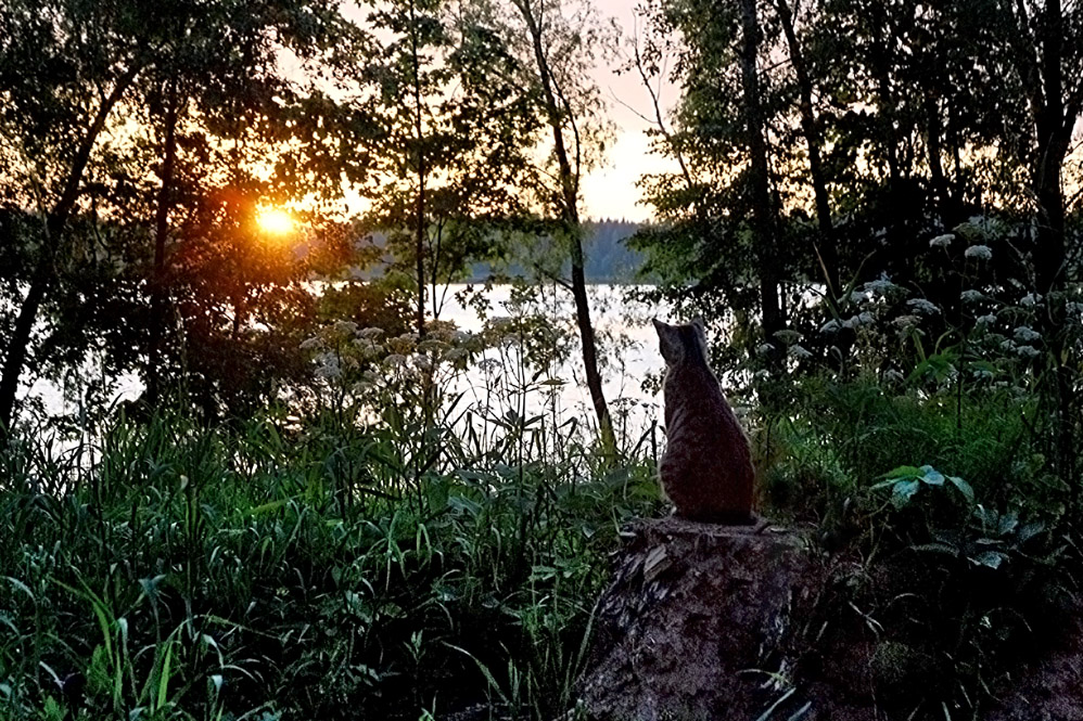 КОТ РОМАНТИК