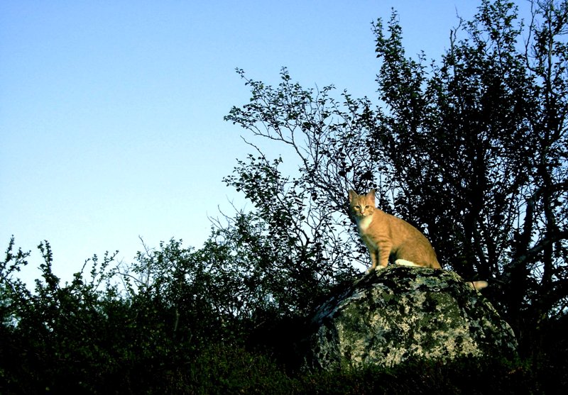 Король-лев