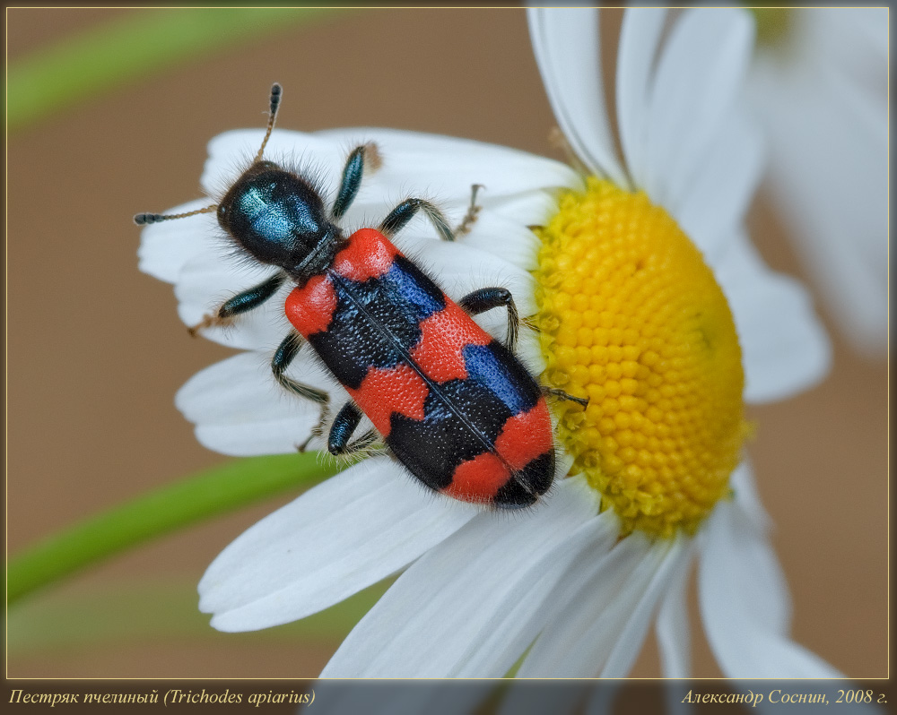 Пестряк пчелиный (Trichodes apiarius)