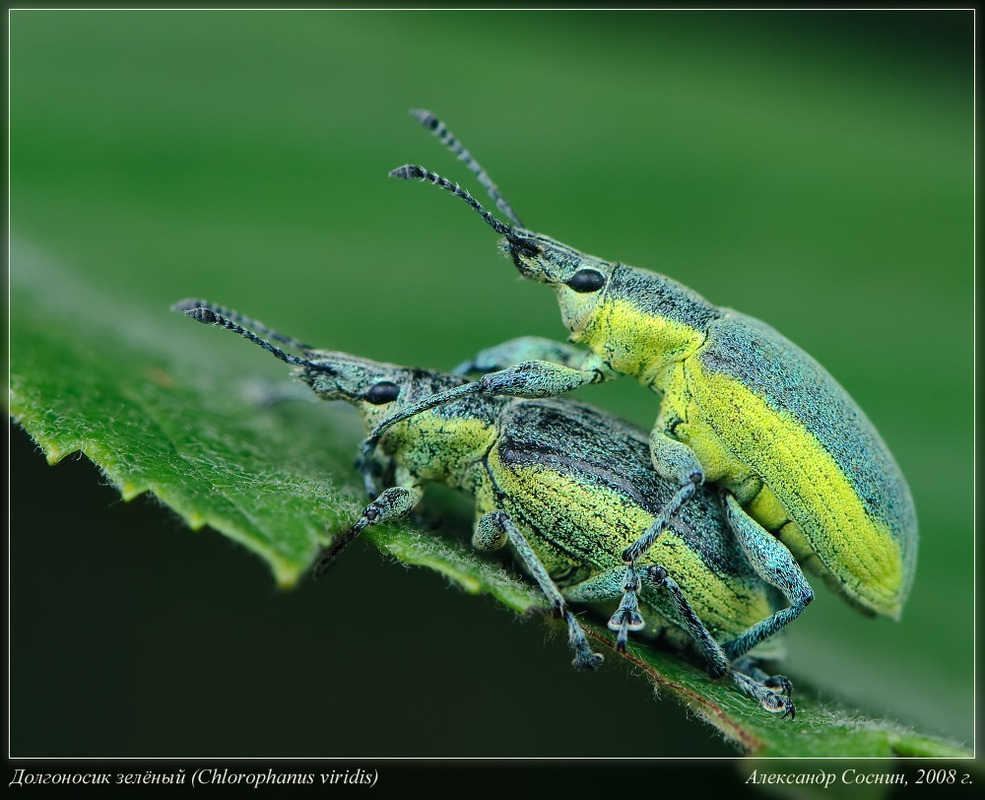 Долгоносик зелёный (Слоник-зеленушка) - Chlorophanus viridis