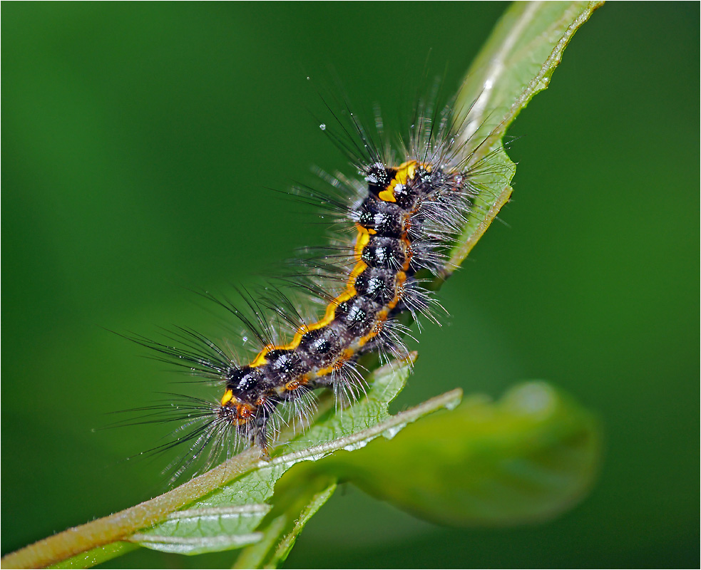 Euproctis similis - Волнянка-жёлтогузка.