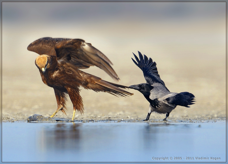 Marsh Harrier: А я говорю - делись !