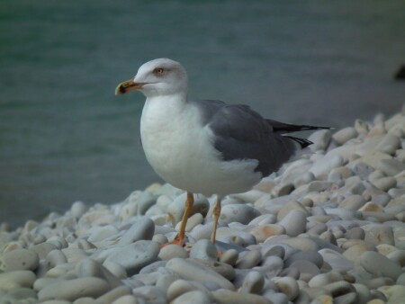 ну ты и &amp;quot;&amp;quot;&amp;quot;баклан&amp;quot;&amp;quot;&amp;quot;...