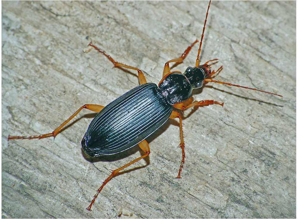 Dolichus halensis - Жужелица