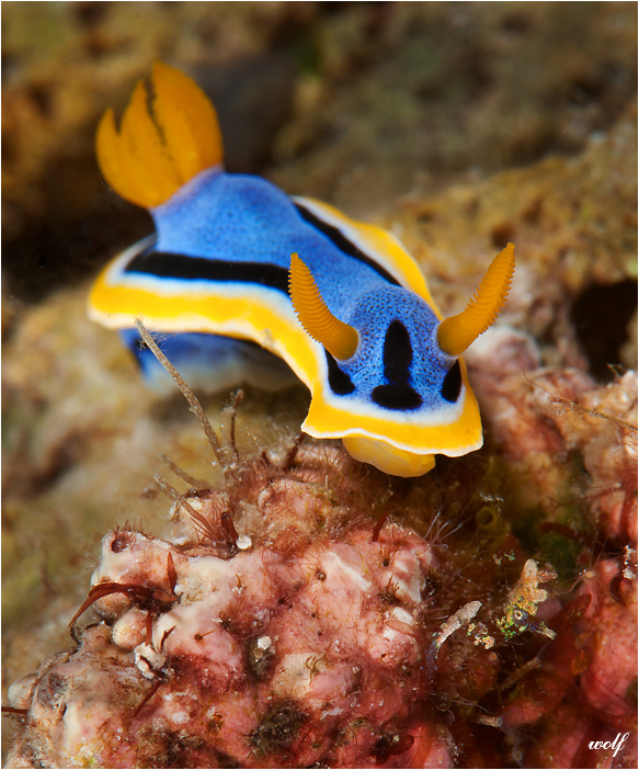 Nudibranch