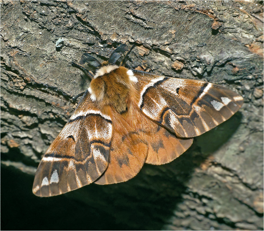 Endromis versicolora - Шелкопряд березовый