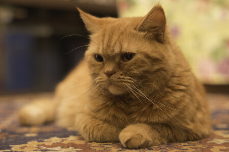 Все будет хорошо! Я узнавала!