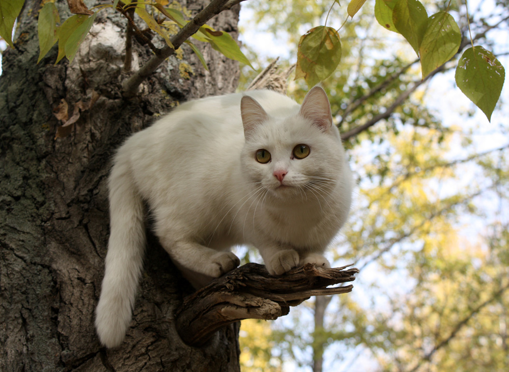 Ну почему кошки не летают, как птицы?!