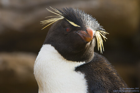 Тот самый rockhopper