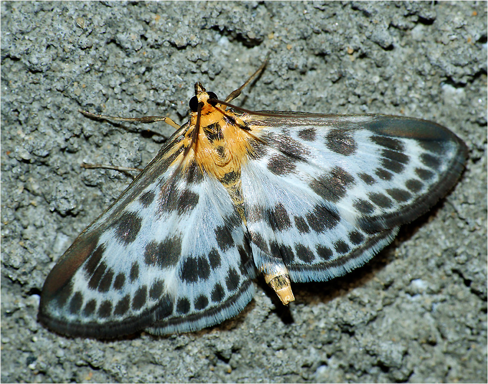 Eurrhypara hortulata - Огневка крапивная пестрая