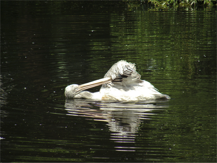 Водные процедуры