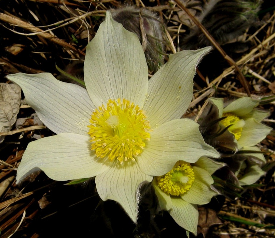 Pulsatilla patens Сон-трава