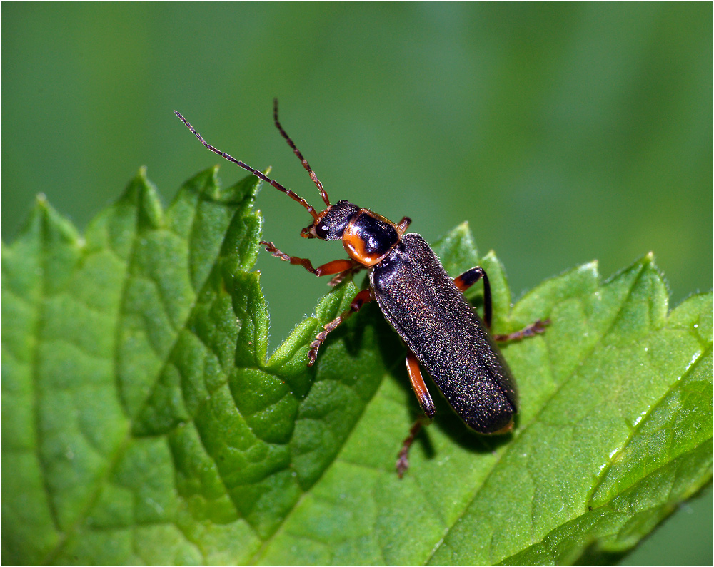 Cantharis nigricans - Мягкотелка черноватая