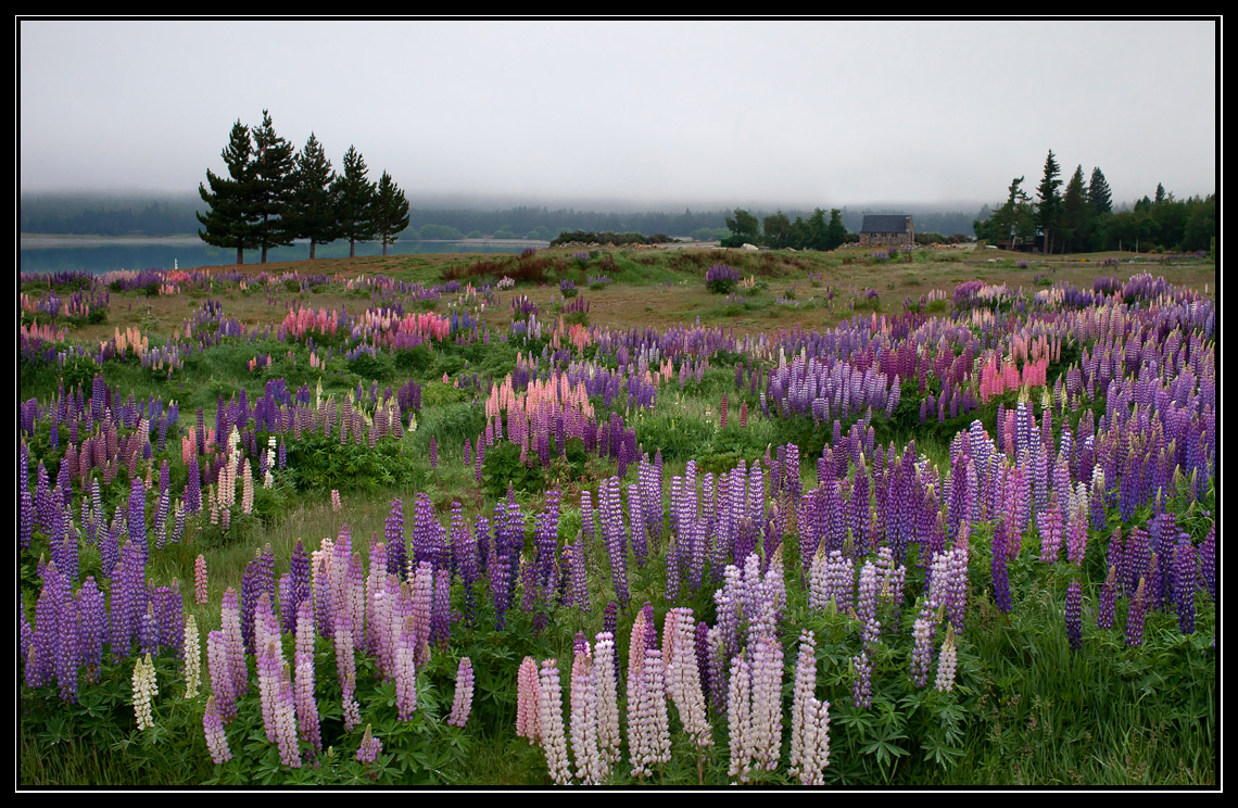 Lupin flowers