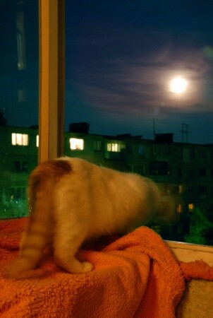 лунный кот