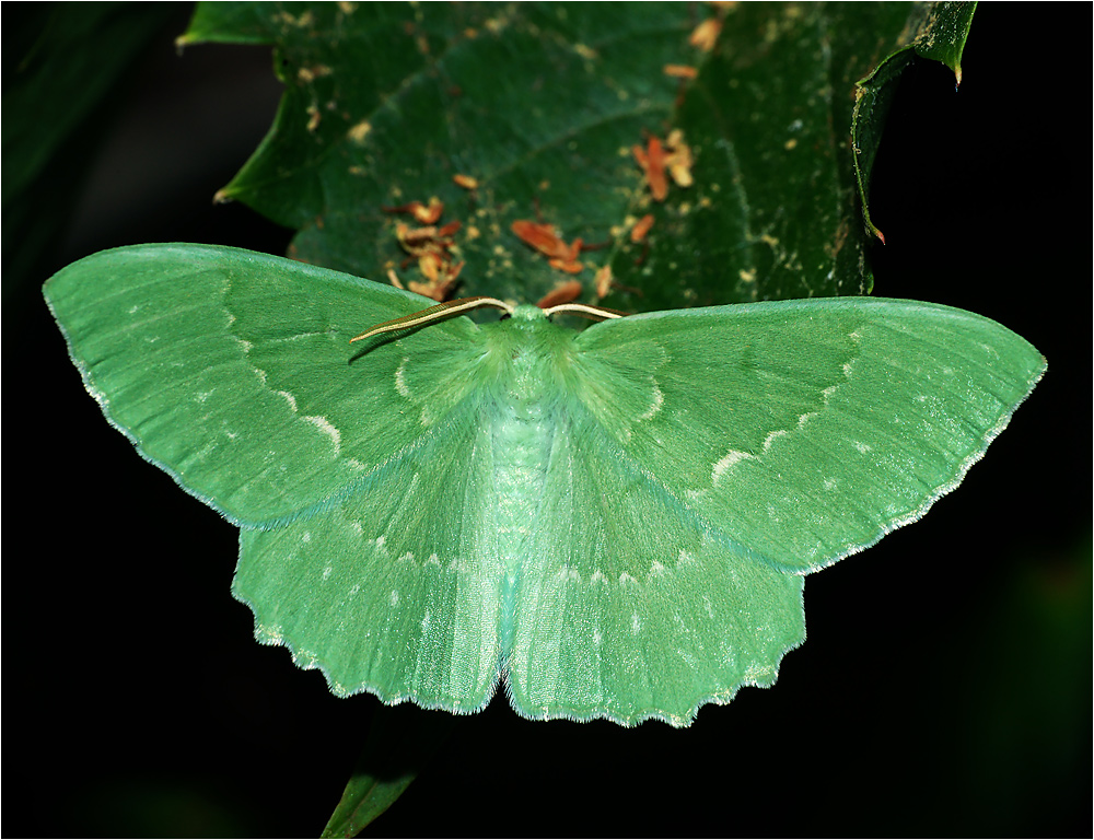 Geometra papilionaria - Пяденица зеленая большая