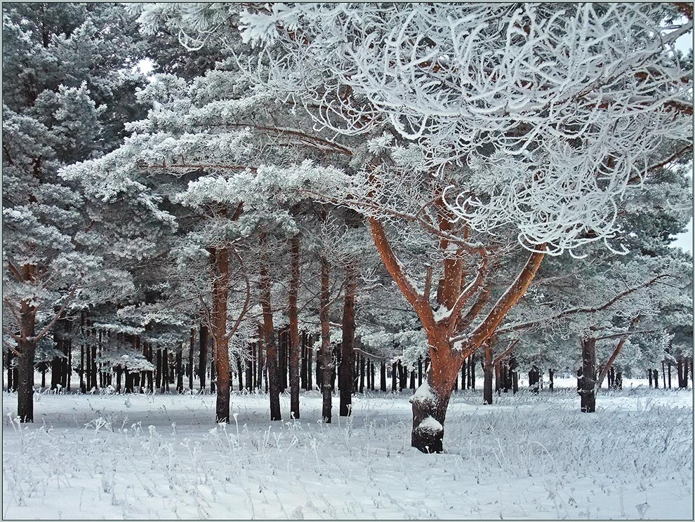 Кружева зимы.