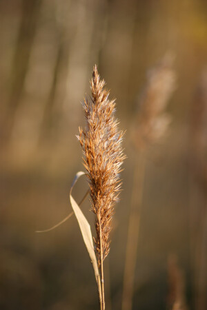Травинка на ветру