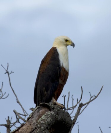 Африканский орел рыболов