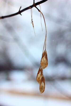 Украшения зимы