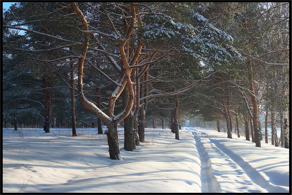 Лесная &quot;лира&quot;.