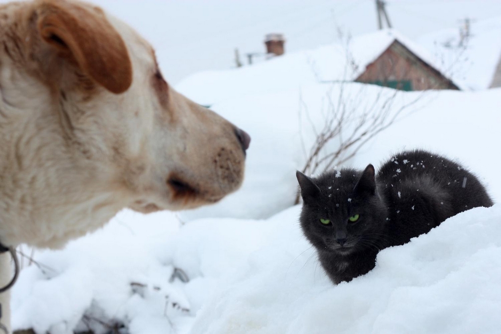 Кот и пёс.