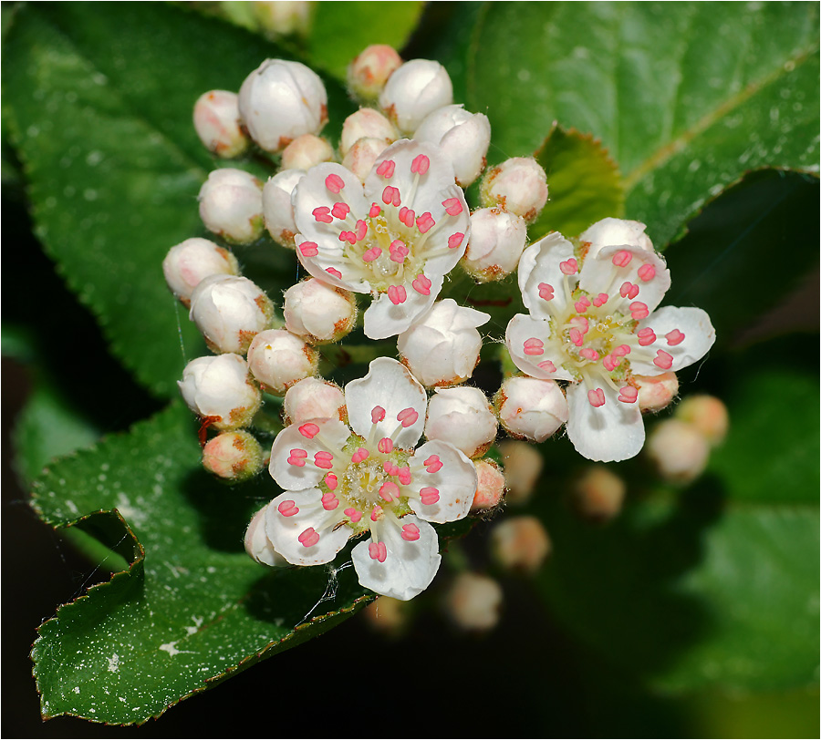 Aronia mitschurinii - Арония Мичурина