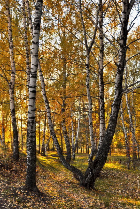 Предлесье