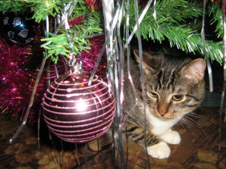 Котёнок под ёлкой