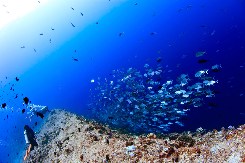 Blue corner, Palau