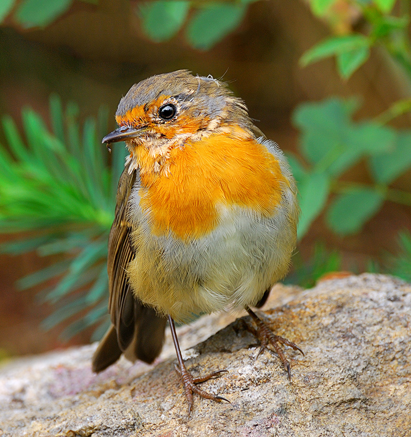 Erithacus rubecula