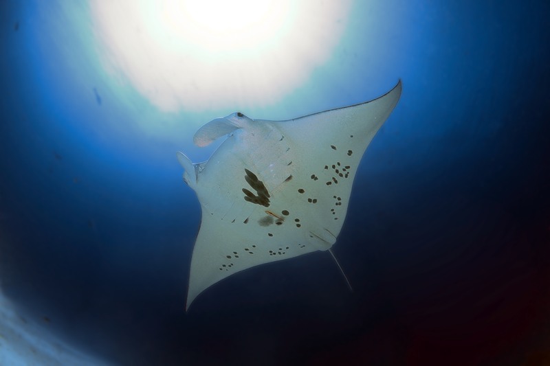 Manta ray, German channel, Palau