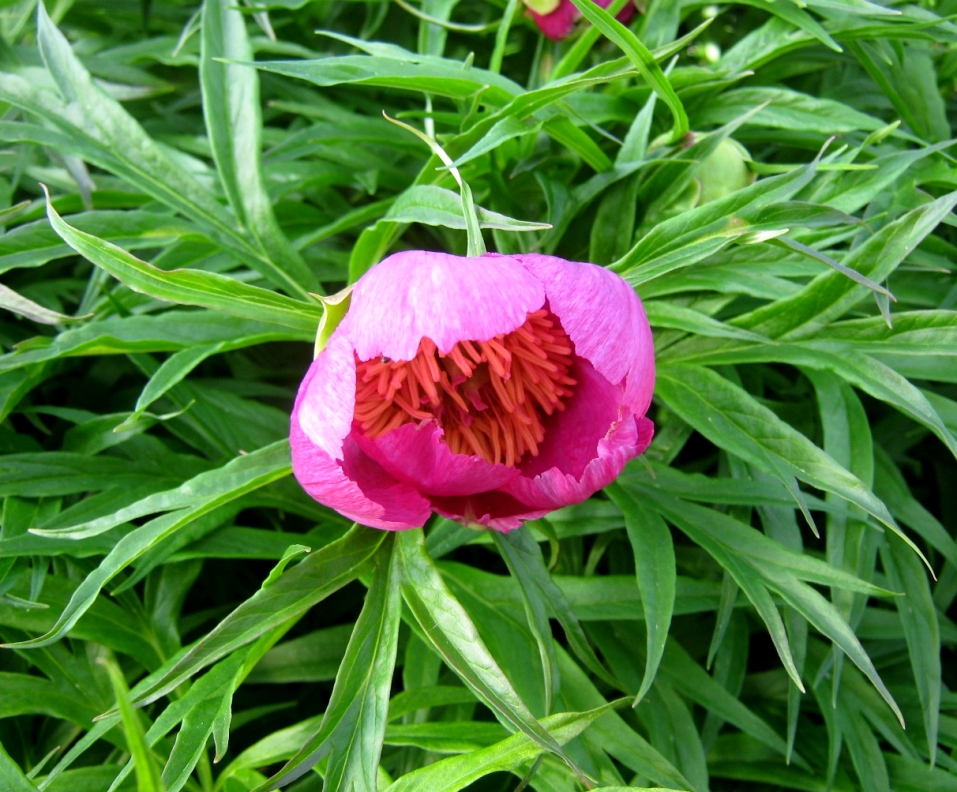 Paeonia anomala Пион уклоняющийся, или Марьин корень