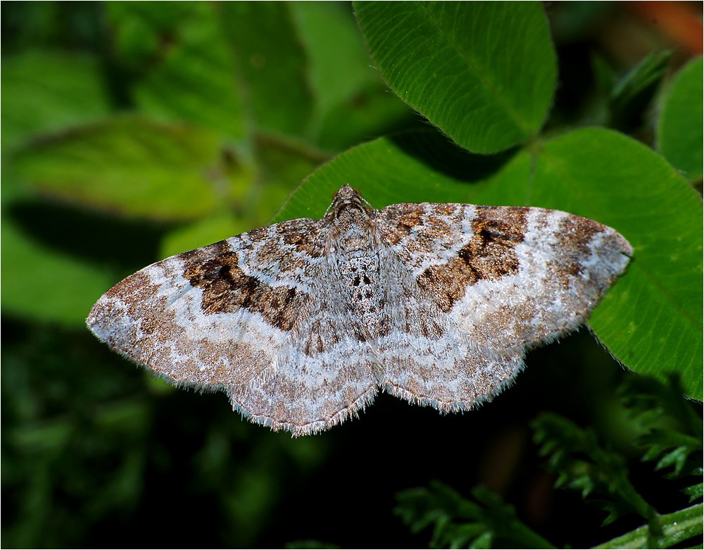 Epirrhoe alternata - Пяденица союзная