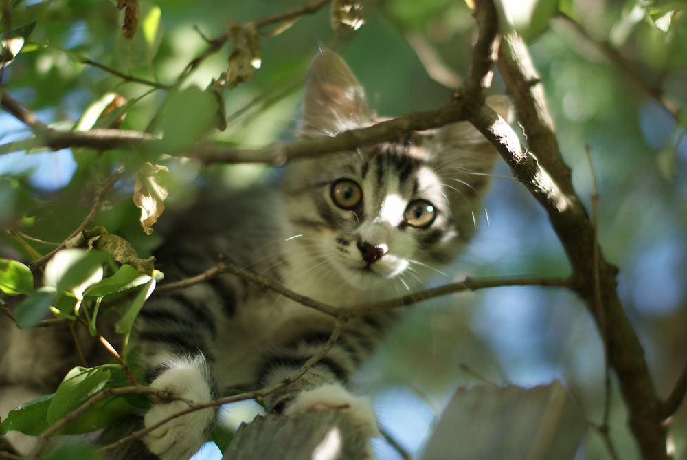 Котэ просто смотрит тебе в душу