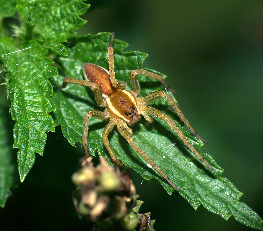 Dolomedes plantarius