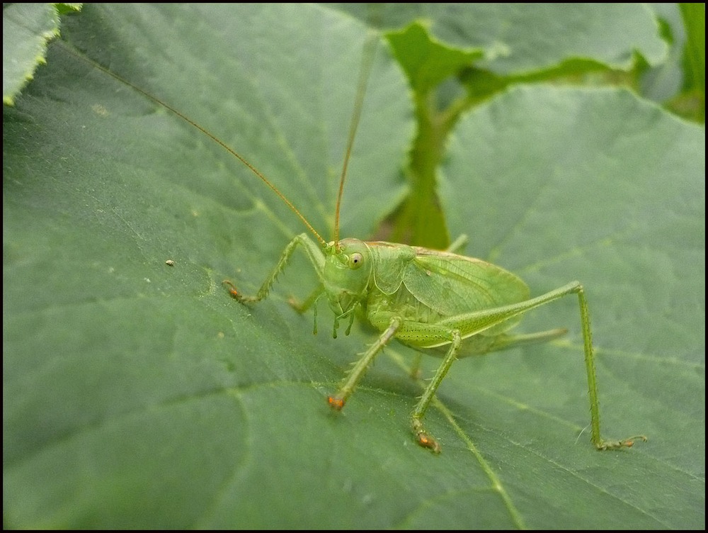 КУЗЯ