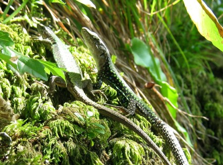 Ухаживание