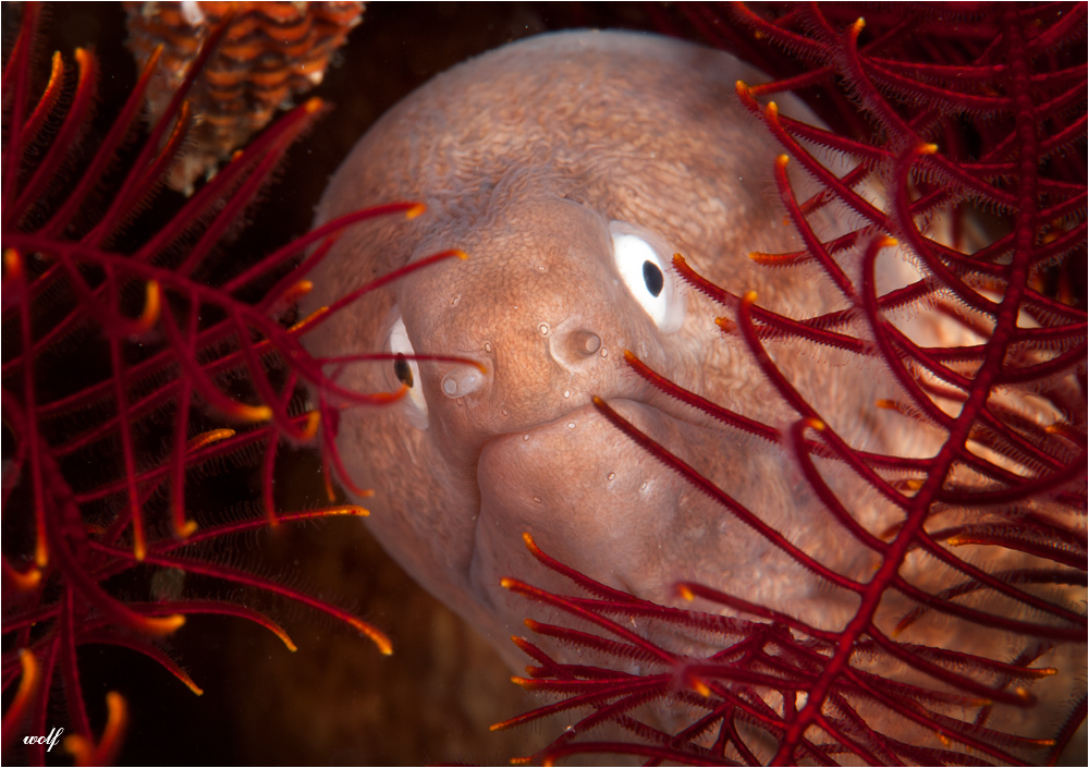 white - eyed moray