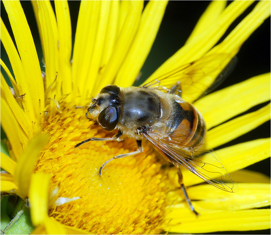 Eristalis tenax - Журчалка